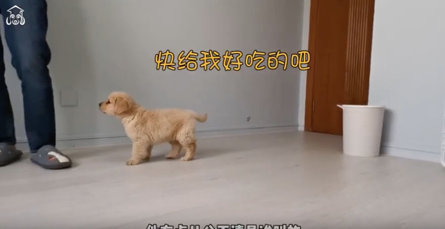 ゴールデンレトリーバー,動画