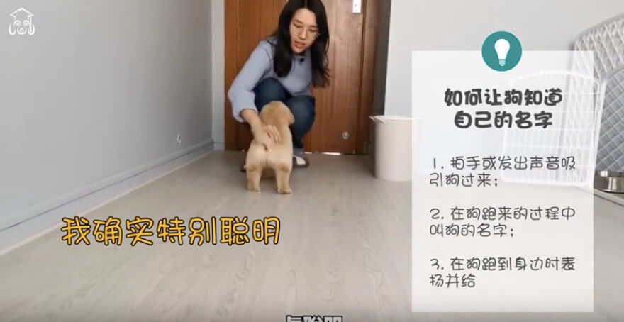 ゴールデンレトリーバー,動画