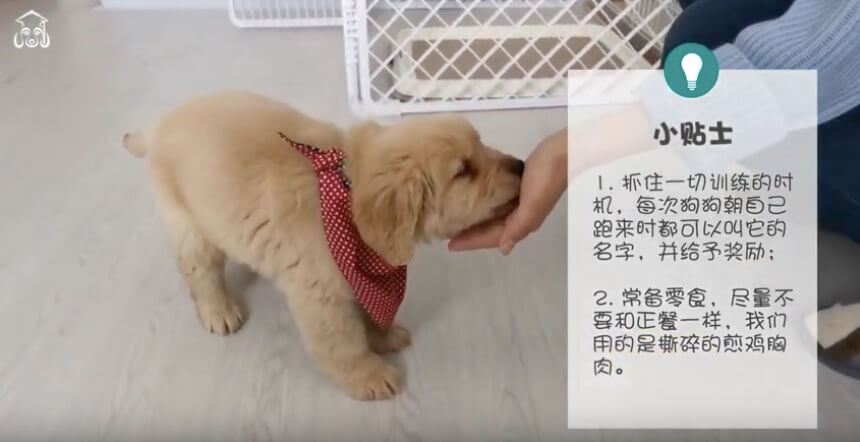 ゴールデンレトリーバー,動画