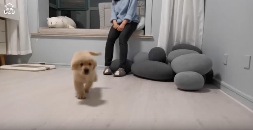 ゴールデンレトリーバー,動画