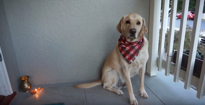 ラブラドールレトリーバー,動画