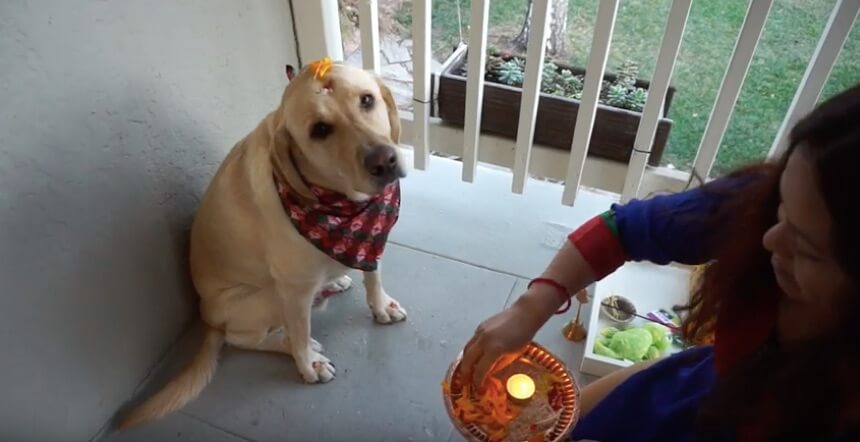 ラブラドールレトリーバー,動画