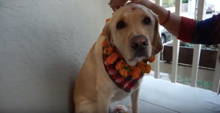 ラブラドールレトリーバー,動画