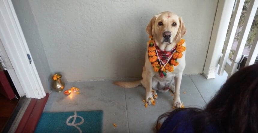 ラブラドールレトリーバー,動画