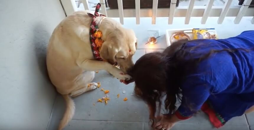 ラブラドールレトリーバー,動画