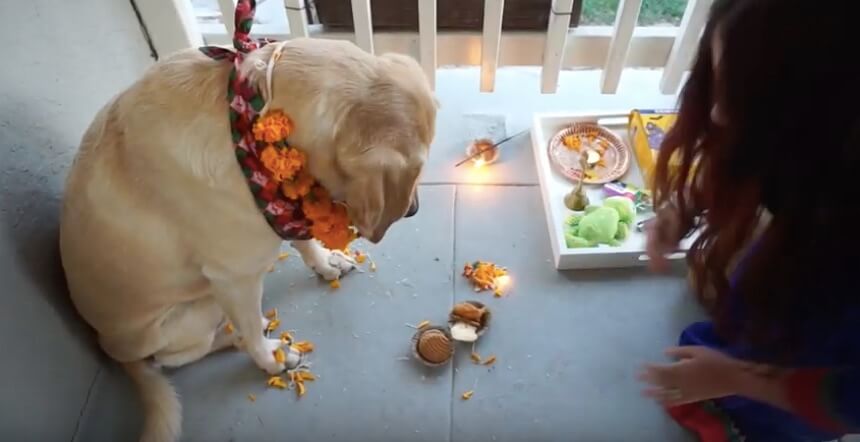 ラブラドールレトリーバー,動画