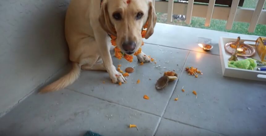 ラブラドールレトリーバー,動画