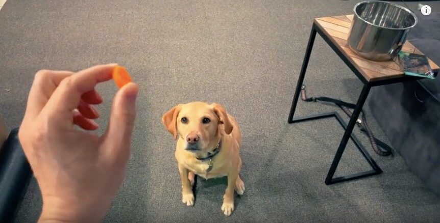 ラブラドールレトリーバー,動画