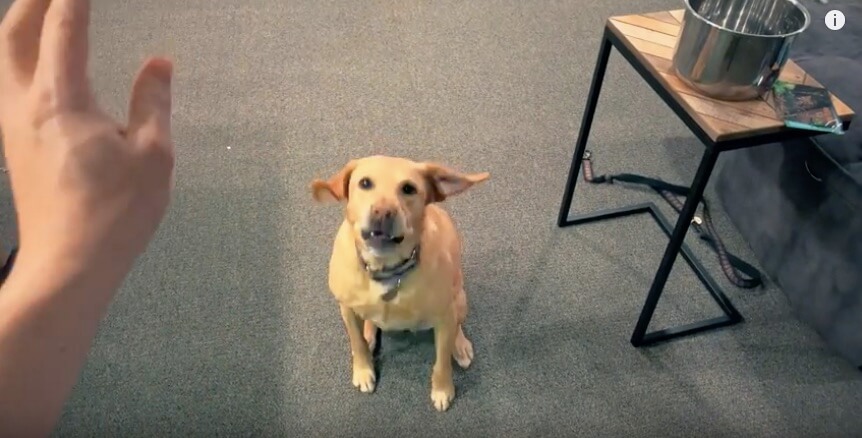 ラブラドールレトリーバー,動画