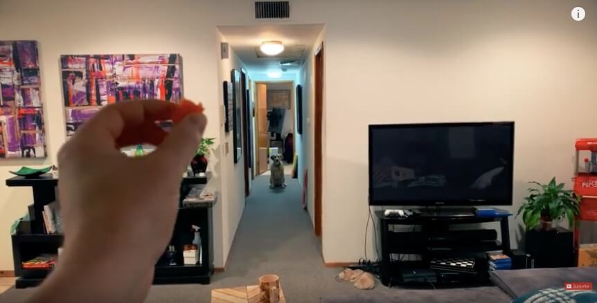 ラブラドールレトリーバー,動画