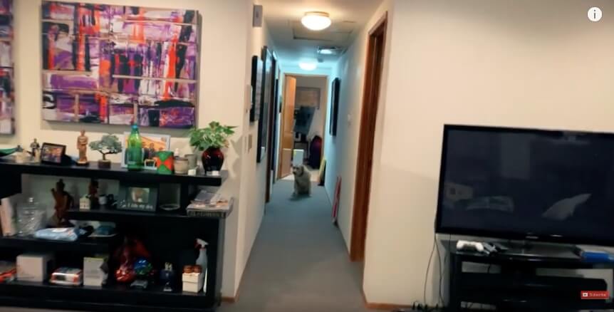 ラブラドールレトリーバー,動画