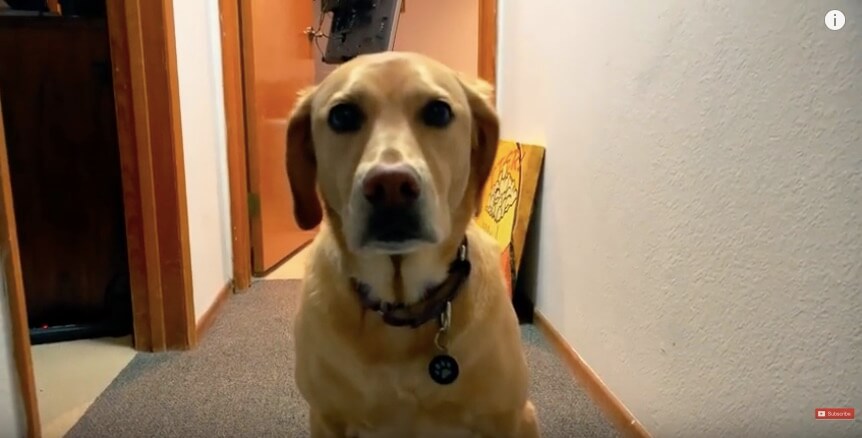 ラブラドールレトリーバー,動画