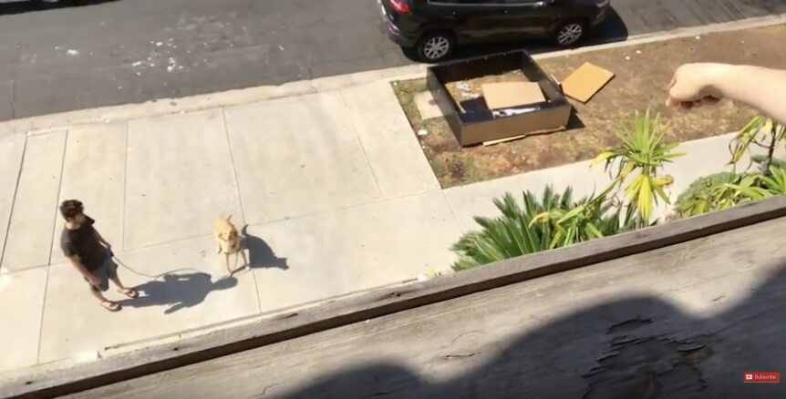 ラブラドールレトリーバー,動画