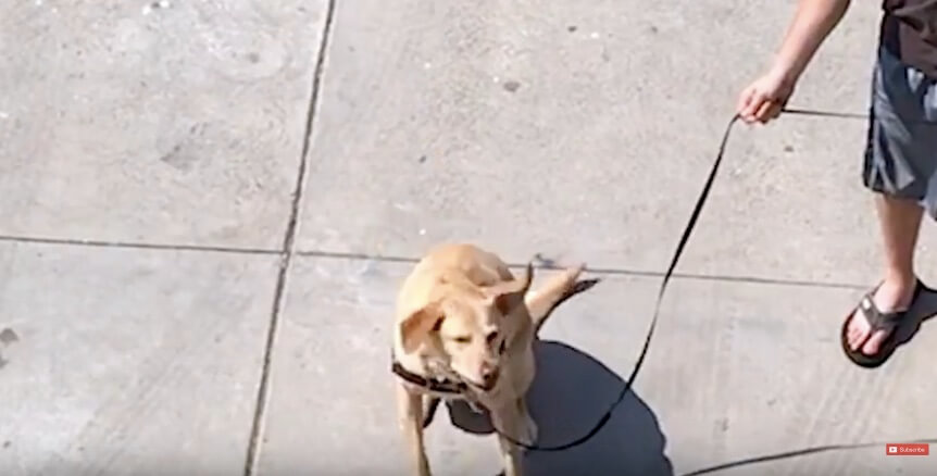 ラブラドールレトリーバー,動画