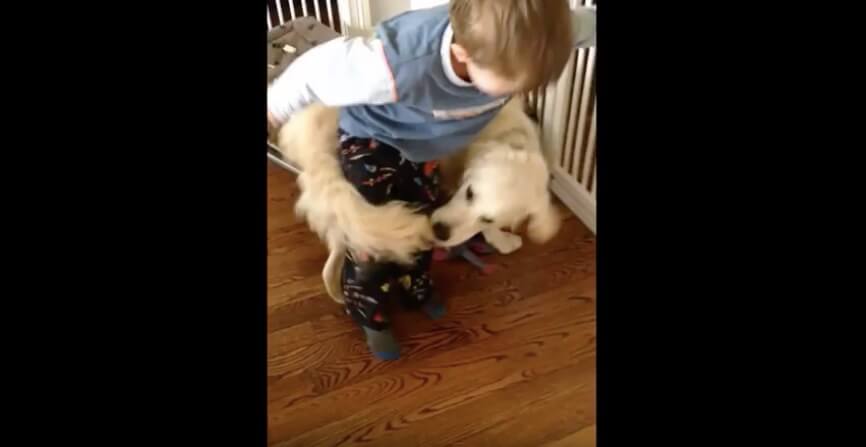 ゴールデンレトリーバー,動画