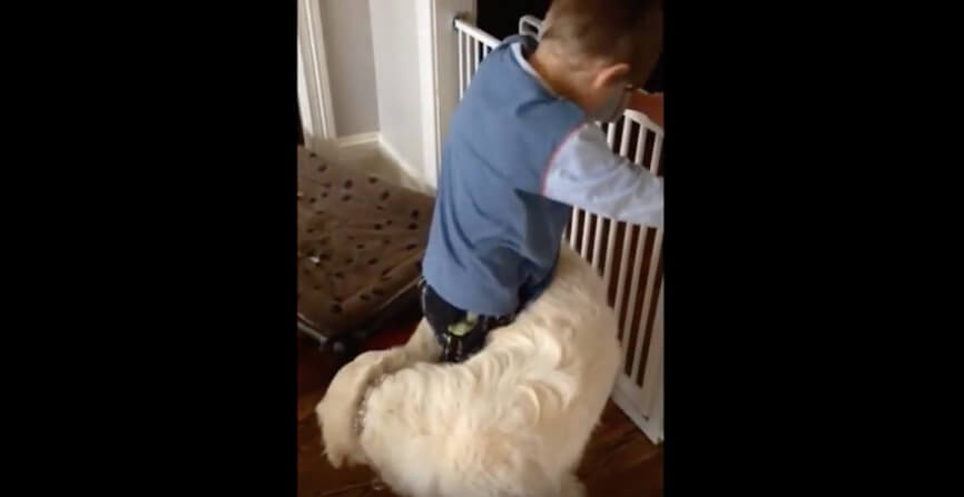 ゴールデンレトリーバー,動画