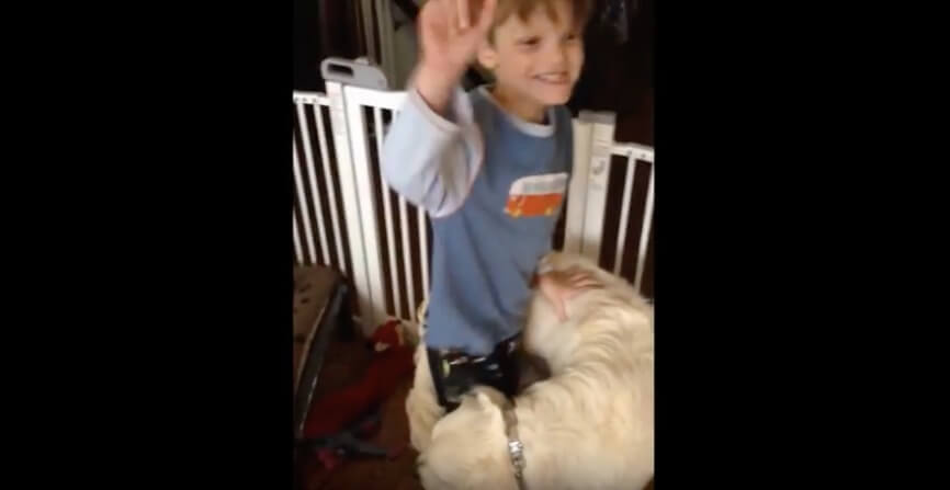 ゴールデンレトリーバー,動画