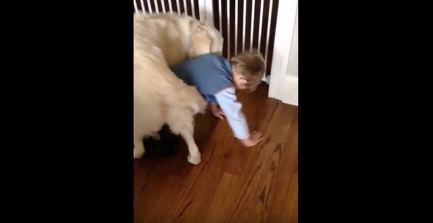 ゴールデンレトリーバー,動画