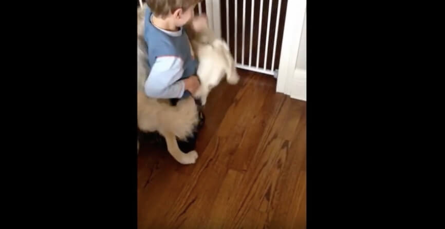 ゴールデンレトリーバー,動画