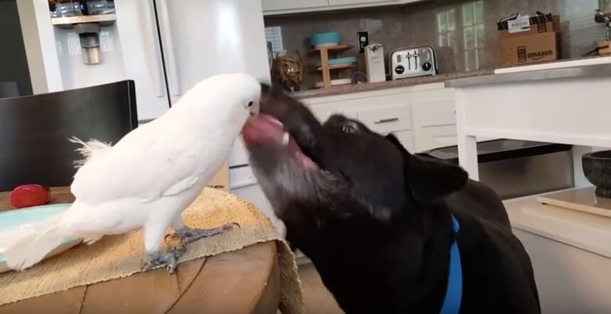 ラブラドールレトリーバー,動画