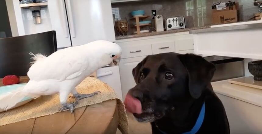 ラブラドールレトリーバー,動画