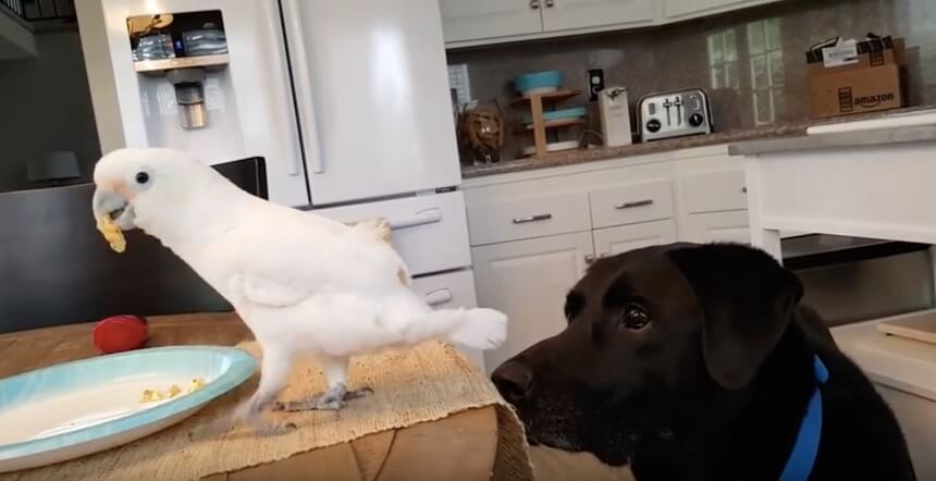 ラブラドールレトリーバー,動画