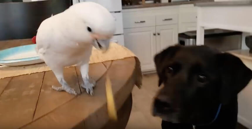 ラブラドールレトリーバー,動画