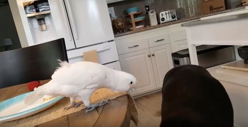 ラブラドールレトリーバー,動画