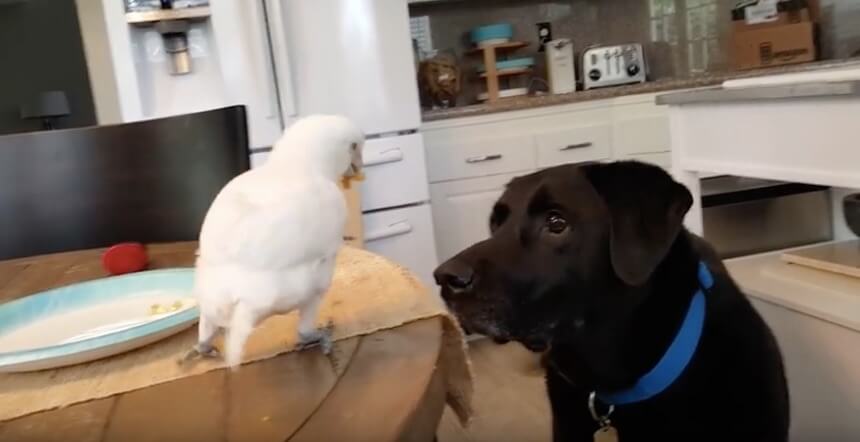 ラブラドールレトリーバー,動画