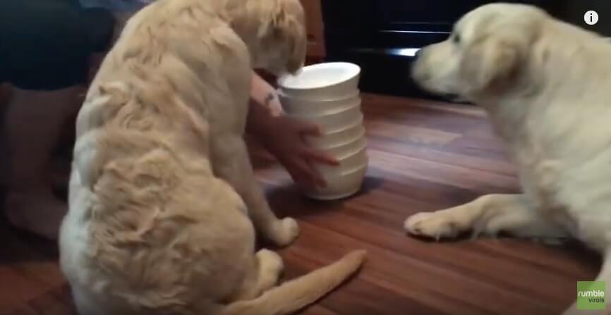 ゴールデンレトリーバー,動画