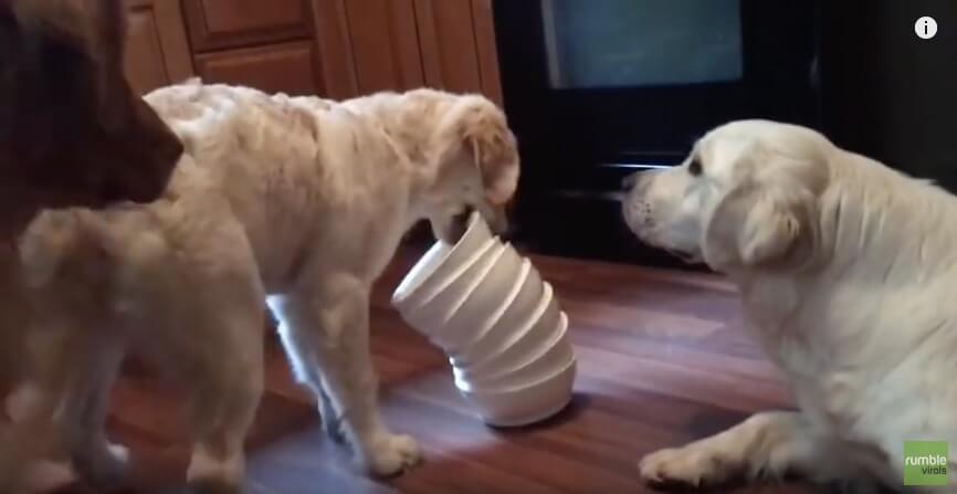 ゴールデンレトリーバー,動画