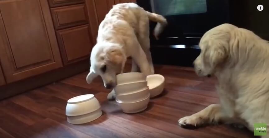 ゴールデンレトリーバー,動画