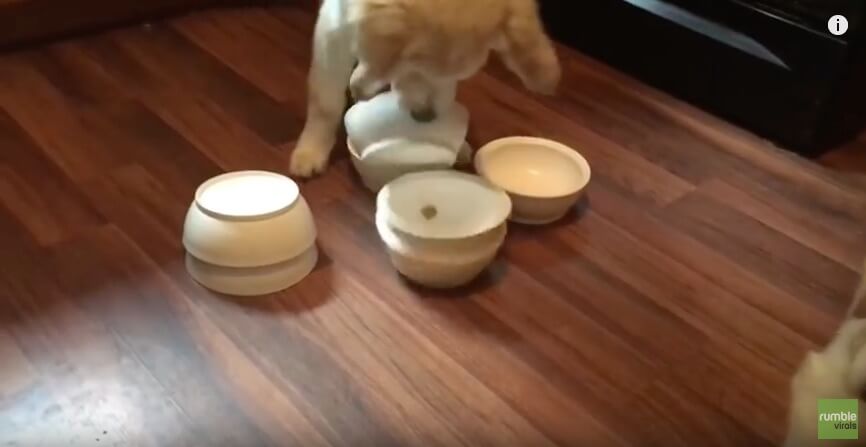 ゴールデンレトリーバー,動画