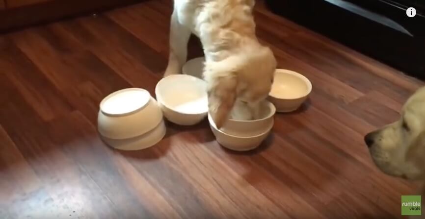 ゴールデンレトリーバー,動画