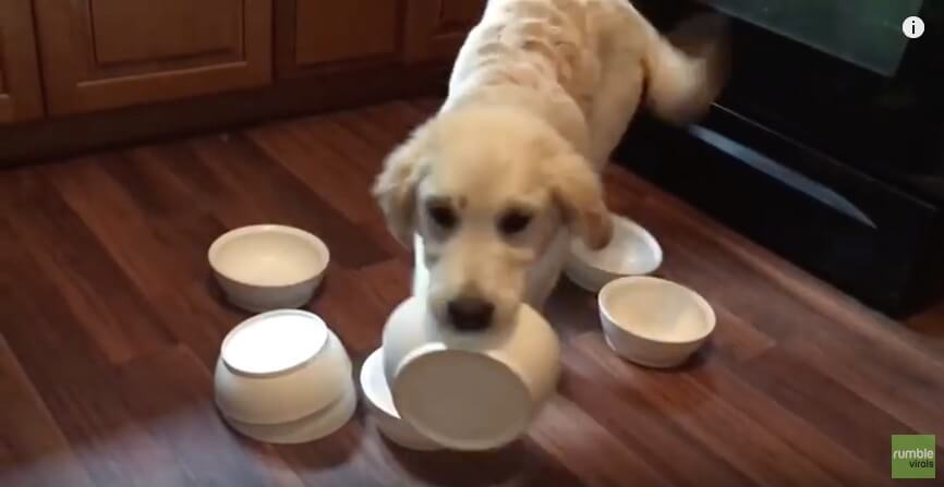 ゴールデンレトリーバー,動画