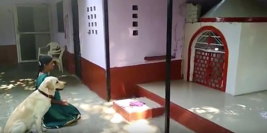 ラブラドールレトリーバー,動画