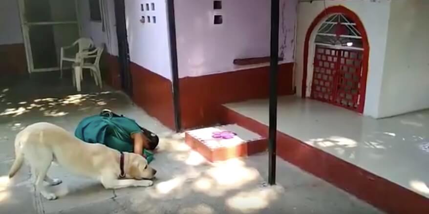 ラブラドールレトリーバー,動画