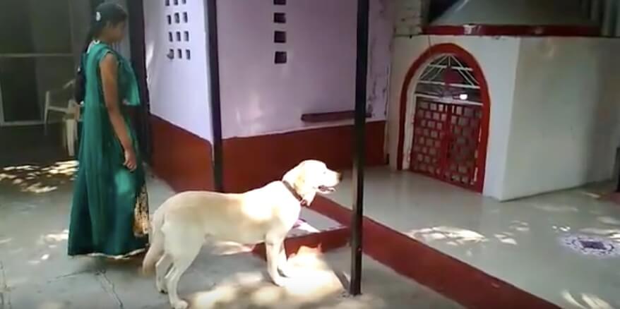 ラブラドールレトリーバー,動画