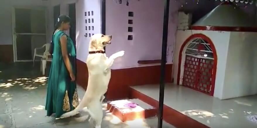 ラブラドールレトリーバー,動画