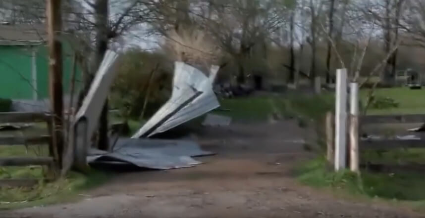 ラブラドールレトリーバー,動画