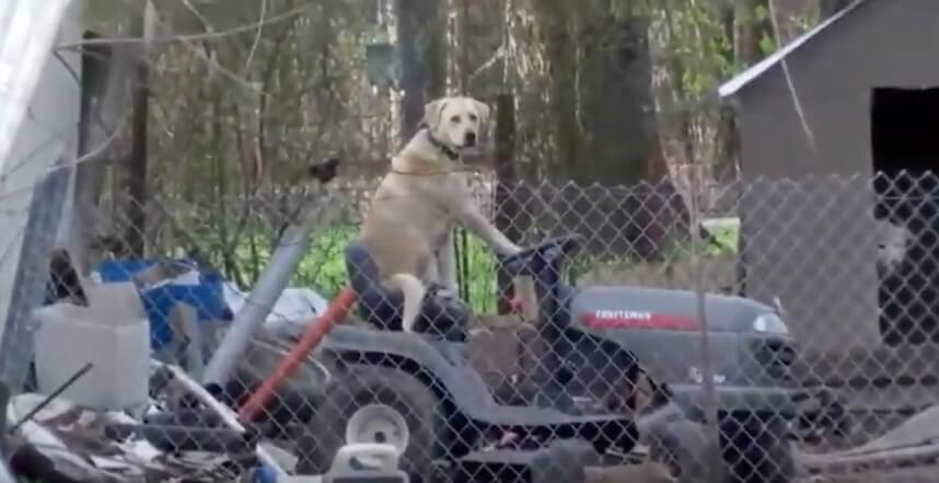 ラブラドールレトリーバー,動画