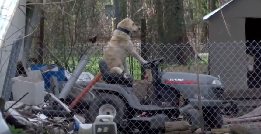 ラブラドールレトリーバー,動画