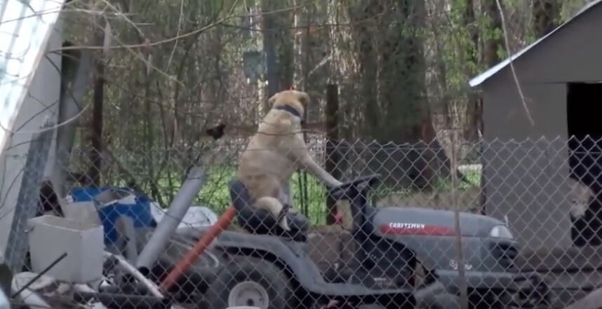 ラブラドールレトリーバー,動画