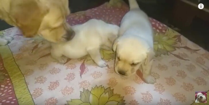 ラブラドールレトリーバー,動画