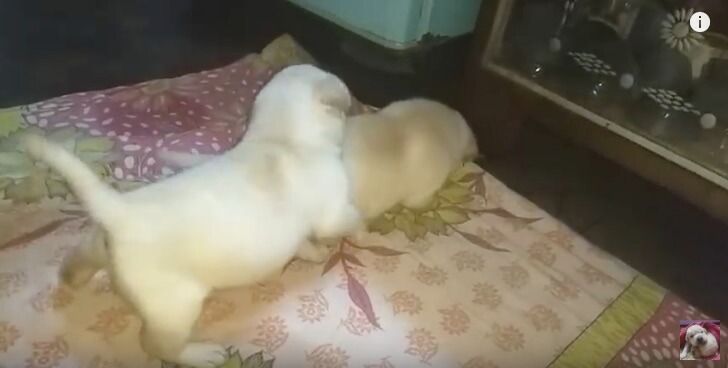 ラブラドールレトリーバー,動画