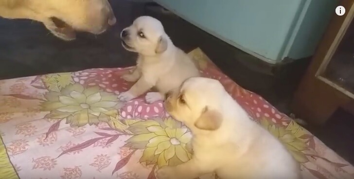 ラブラドールレトリーバー,動画