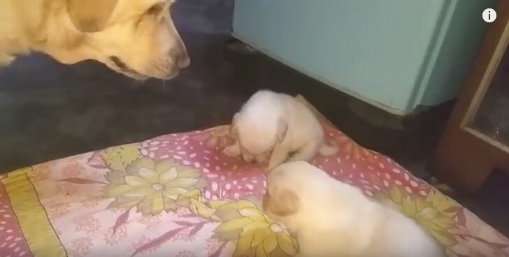 ラブラドールレトリーバー,動画