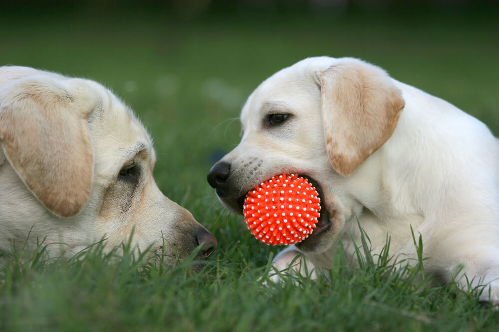 レトリーバー,マンボウやしろ