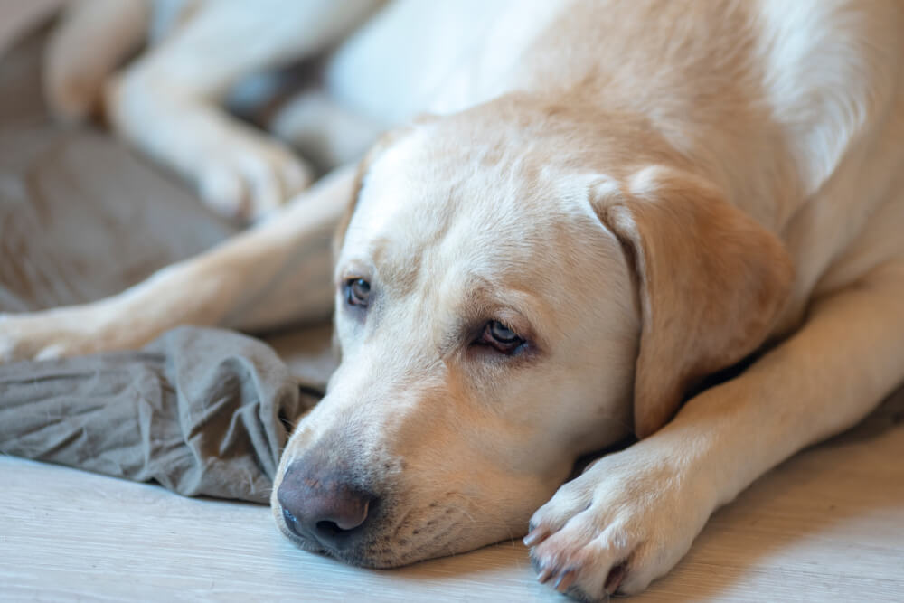 レトリーバー,マンボウやしろ
