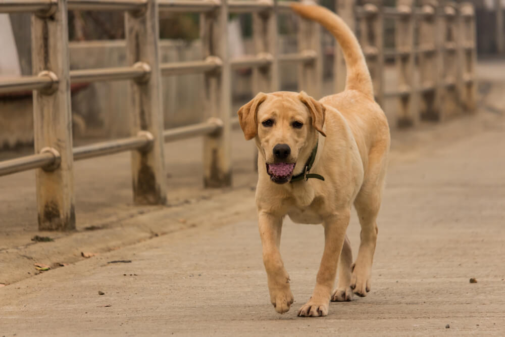 レトリーバー,マンボウやしろ